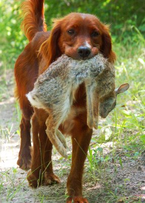 Hund und Jagd