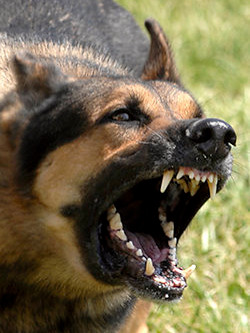 aggressiver Schäferhund